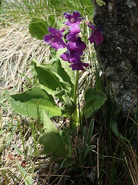 Primula latifolia \ Breitbl&auml;ttrige Primel / Viscid Primrose, I Passo San Marco 10.6.2017