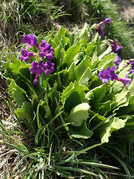 Primula latifolia \ Breitbl&auml;ttrige Primel / Viscid Primrose, I Passo San Marco 10.6.2017