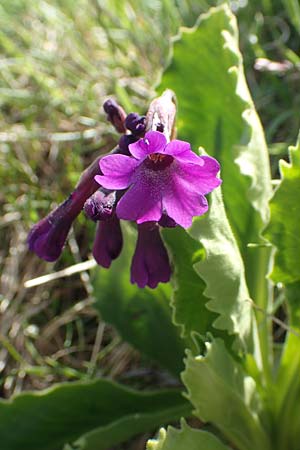 Primula latifolia \ Breitbl&auml;ttrige Primel / Viscid Primrose, I Passo San Marco 10.6.2017