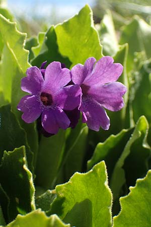 Primula latifolia \ Breitbl&auml;ttrige Primel / Viscid Primrose, I Passo San Marco 10.6.2017