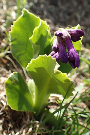 Primula latifolia \ Breitbl&auml;ttrige Primel / Viscid Primrose, I Passo San Marco 10.6.2017