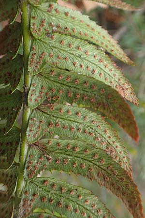 Polystichum lonchitis \ Lanzen-Schildfarn / Northern Holly Fern, I Alpi Bergamasche, Monte Alben 11.6.2017