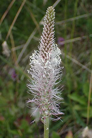 Plantago media \ Mittlerer Wegerich / Hoary Plantain, I Südtirol,  Plätzwiese 5.7.2022