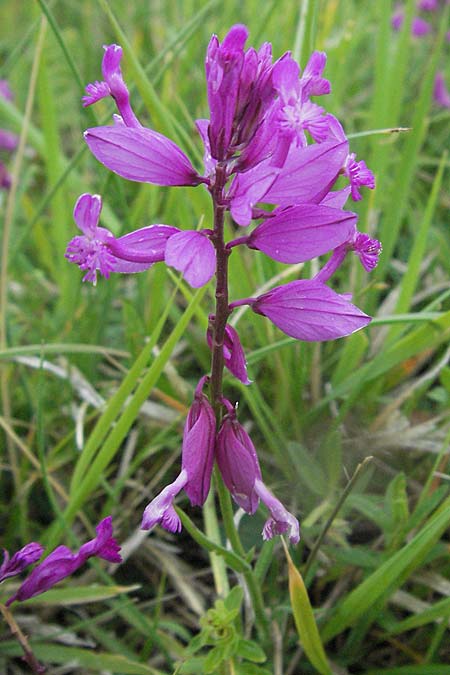 Polygala major \ Gro�e Kreuzblume / Large Milkwort, I Campo Imperatore 5.6.2007