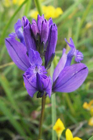 Polygala major \ Gro�e Kreuzblume / Large Milkwort, I Campo Imperatore 5.6.2007