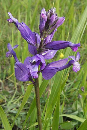 Polygala major \ Gro�e Kreuzblume / Large Milkwort, I Campo Imperatore 5.6.2007