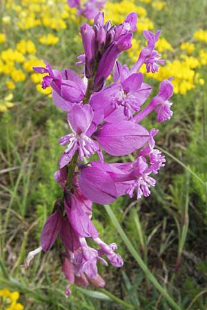 Polygala major \ Gro�e Kreuzblume / Large Milkwort, I Campo Imperatore 5.6.2007