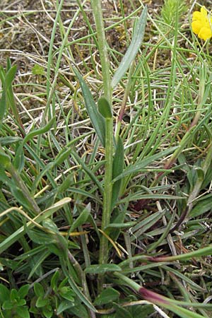 Polygala major \ Gro�e Kreuzblume / Large Milkwort, I Campo Imperatore 5.6.2007