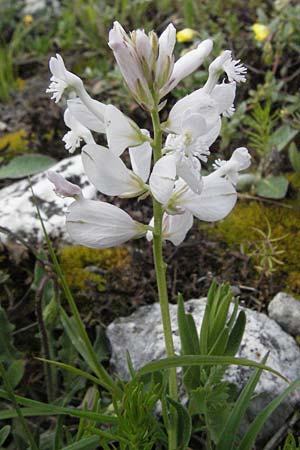 Polygala major \ Gro�e Kreuzblume / Large Milkwort, I Campo Imperatore 5.6.2007