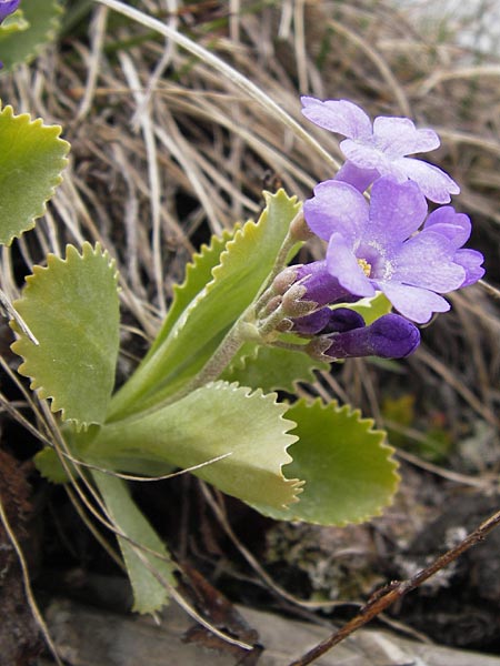 Primula marginata \ Gewelltrandige Primel / Marginate Primrose, I Liguria, Imperia, Monte Saccarello 29.5.2013