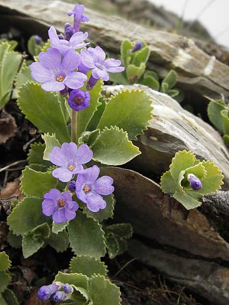 Primula marginata \ Gewelltrandige Primel / Marginate Primrose, I Liguria, Imperia, Monte Saccarello 29.5.2013