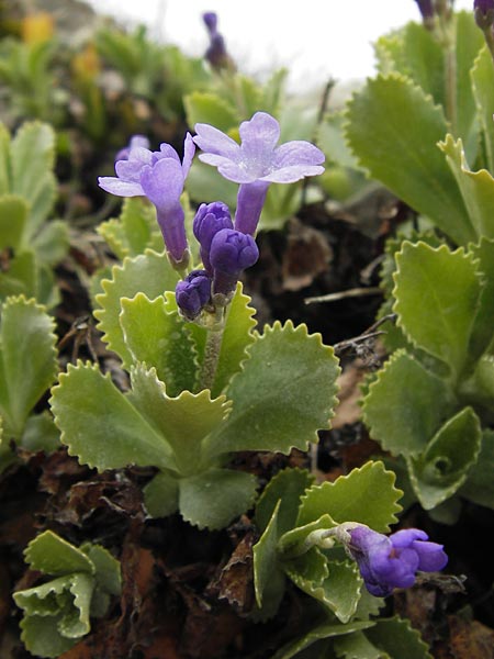 Primula marginata \ Gewelltrandige Primel / Marginate Primrose, I Liguria, Imperia, Monte Saccarello 29.5.2013