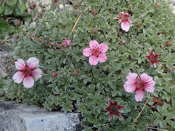 Potentilla nitida \ Dolomiten-Fingerkraut / Pink Cinquefoil, I S&uuml;dtirol,  Pl&auml;tzwiese 5.7.2022