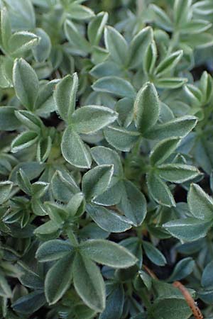 Potentilla nitida \ Dolomiten-Fingerkraut / Pink Cinquefoil, I S&uuml;dtirol,  Pl&auml;tzwiese 5.7.2022