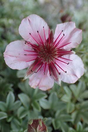 Potentilla nitida \ Dolomiten-Fingerkraut / Pink Cinquefoil, I S&uuml;dtirol,  Pl&auml;tzwiese 5.7.2022