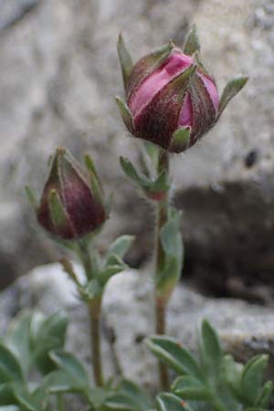 Potentilla nitida \ Dolomiten-Fingerkraut / Pink Cinquefoil, I S&uuml;dtirol,  Pl&auml;tzwiese 5.7.2022