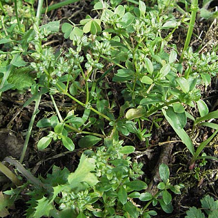 Polycarpon tetraphyllum \ Vierblttriges Nagelkraut / Four-Leaved Allseed, I Orvieto 2.6.2007