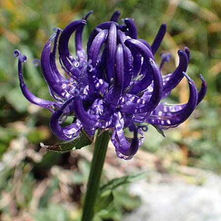 Phyteuma orbiculare \ Kugel-Rapunzel / Round-Headed Rampion, I Alpi Bergamasche, Pizzo Arera 7.6.2017