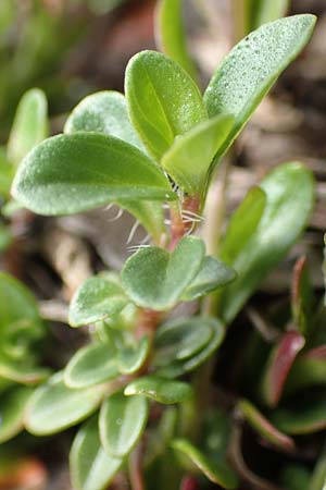 Polygala alpestris \ Voralpen-Kreuzblume, Berg-Kreuzblmchen / Alpine Milkwort, I Alpi Bergamasche, Pizzo Arera 9.6.2017