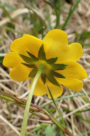 Potentilla aurea \ Gold-Fingerkraut / Golden Cinquefoil, I Passo San Marco 10.6.2017
