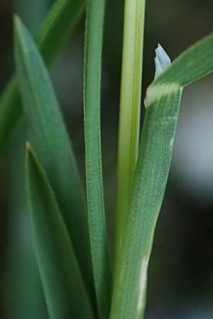 Poa alpina \ Alpen-Rispengras / Alpine Meadow Grass, I Prags,  Weißlahnsattel 6.7.2022