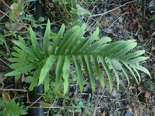 Polypodium cambricum \ Sdlicher Tpfelfarn / Southern Polypody, I Liguria, Cinque Terre 28.9.2023