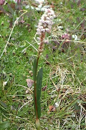 Bistorta vivipara \ Kn�llchen-Kn�terich / Alpine Bistort, I Passo di Gavia 6.7.2026