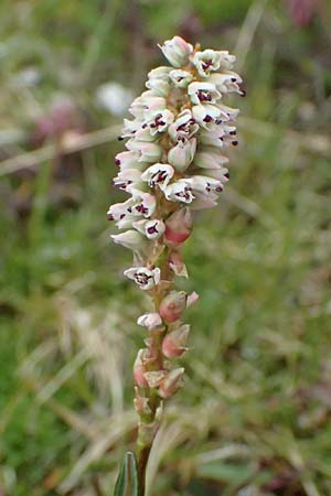 Bistorta vivipara \ Kn�llchen-Kn�terich / Alpine Bistort, I Passo di Gavia 6.7.2026