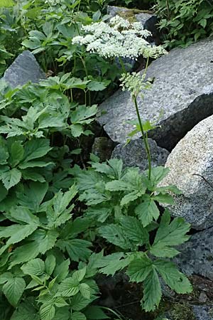 Peucedanum ostruthium \ Meisterwurz / Masterwort, I Passo del Tonale 11.7.2026