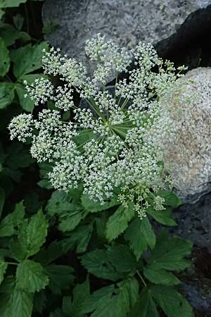 Peucedanum ostruthium \ Meisterwurz / Masterwort, I Passo del Tonale 11.7.2026