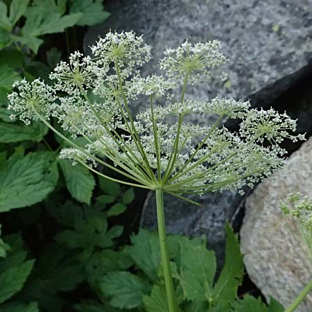 Peucedanum ostruthium \ Meisterwurz / Masterwort, I Passo del Tonale 11.7.2026