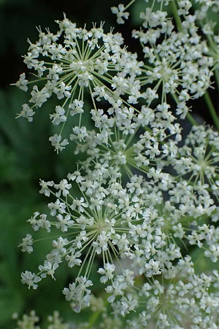 Peucedanum ostruthium \ Meisterwurz / Masterwort, I Passo del Tonale 11.7.2026