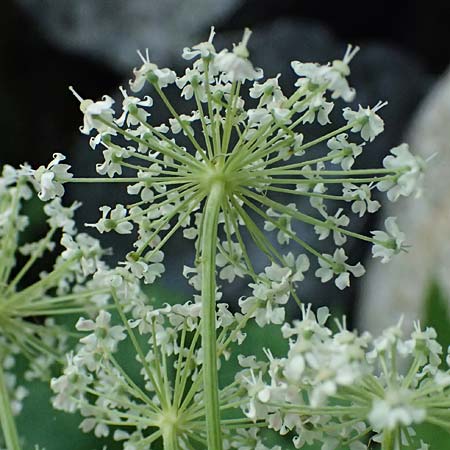 Peucedanum ostruthium \ Meisterwurz / Masterwort, I Passo del Tonale 11.7.2026