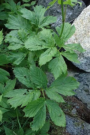 Peucedanum ostruthium \ Meisterwurz / Masterwort, I Passo del Tonale 11.7.2026