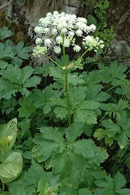 Peucedanum ostruthium \ Meisterwurz / Masterwort, I Passo del Tonale 11.7.2026