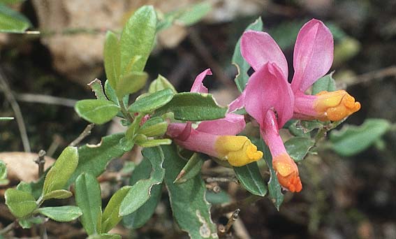 Polygala chamaebuxus var. grandiflora \ Gro&szlig;bl&uuml;tige Buchs-Kreuzblume / Shrubby Milkwort, I Gardasee, Sasso / Lago del Benaco, Sasso 7.5.1986