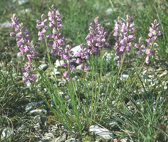 Polygala nicaeensis subsp. carniolica \ Krainer Kreuzblume, Krainer Kreuzbl&uuml;mchen / Carniolan Milkwort, I Friaul/Friuli, Tagliamento Tal / Valley 15.5.2004