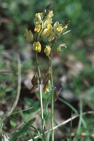 Polygala flavescens \ Gelbliche Kreuzblume, Gelbliches Kreuzbl&uuml;mchen / Yellowish Milkwort, I Toscana 16.5.2005