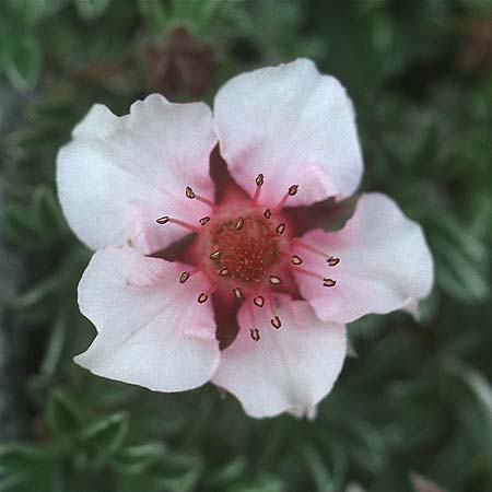 Potentilla nitida \ Dolomiten-Fingerkraut / Pink Cinquefoil, I Sella-Joch 6.8.2004