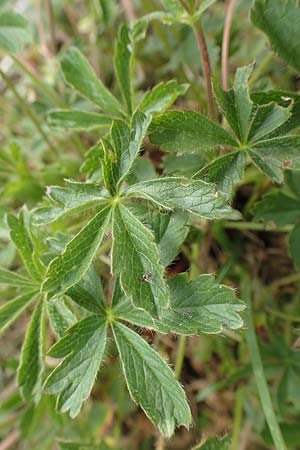 Potentilla pusilla \ Sternhaariges Frhlings-Fingerkraut, Flaum-Fingerkraut / Small Cinquefoil, I Alpi Bergamasche, Pizzo Arera 9.6.2017