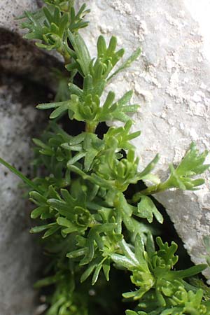 Petrocallis pyrenaica \ Pyrenen-Steinschmckel / Pyrenean Whitlow Grass, I Alpi Bergamasche, Pizzo Arera 9.6.2017