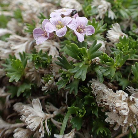 Petrocallis pyrenaica \ Pyrenen-Steinschmckel / Pyrenean Whitlow Grass, I Alpi Bergamasche, Pizzo Arera 9.6.2017