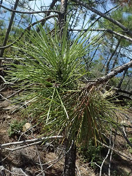 Pinus pinaster \ See-Kiefer, Strand-Kiefer / Cluster Pine, Maritime Pine, I Liguria, Moneglia 26.9.2023