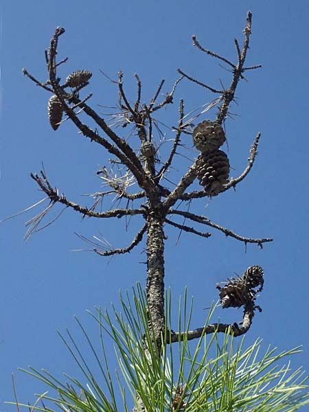 Pinus pinaster \ See-Kiefer, Strand-Kiefer / Cluster Pine, Maritime Pine, I Liguria, Moneglia 26.9.2023