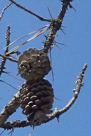 Pinus pinaster \ See-Kiefer, Strand-Kiefer / Cluster Pine, Maritime Pine, I Liguria, Moneglia 26.9.2023