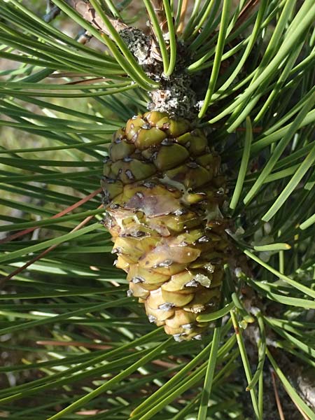 Pinus pinaster \ See-Kiefer, Strand-Kiefer / Cluster Pine, Maritime Pine, I Liguria, Moneglia 26.9.2023