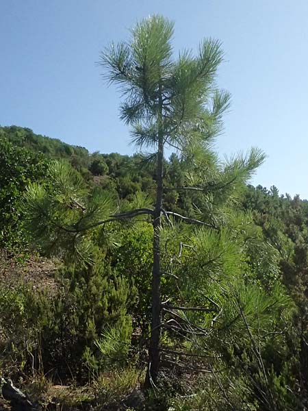 Pinus pinaster \ See-Kiefer, Strand-Kiefer / Cluster Pine, Maritime Pine, I Liguria, Moneglia 26.9.2023