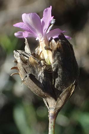 Petrorhagia prolifera \ Sprossende Felsennelke, Sprossendes Nelkenkpfchen / Proliferous Pink, I Liguria, Passo di Cento Croci 27.9.2023