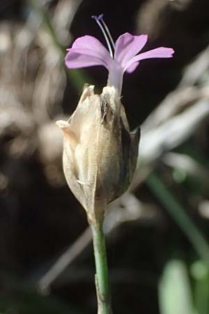 Petrorhagia prolifera \ Sprossende Felsennelke, Sprossendes Nelkenkpfchen / Proliferous Pink, I Liguria, Passo di Cento Croci 27.9.2023
