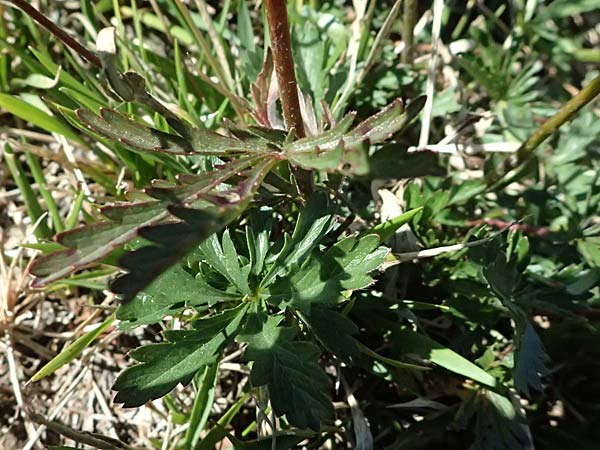 Potentilla pedata \ Langhaar-Fingerkraut, Fublttriges Fingerkraut / Long-Haired Cinquefoil, I Liguria, Borzonasca 29.9.2023